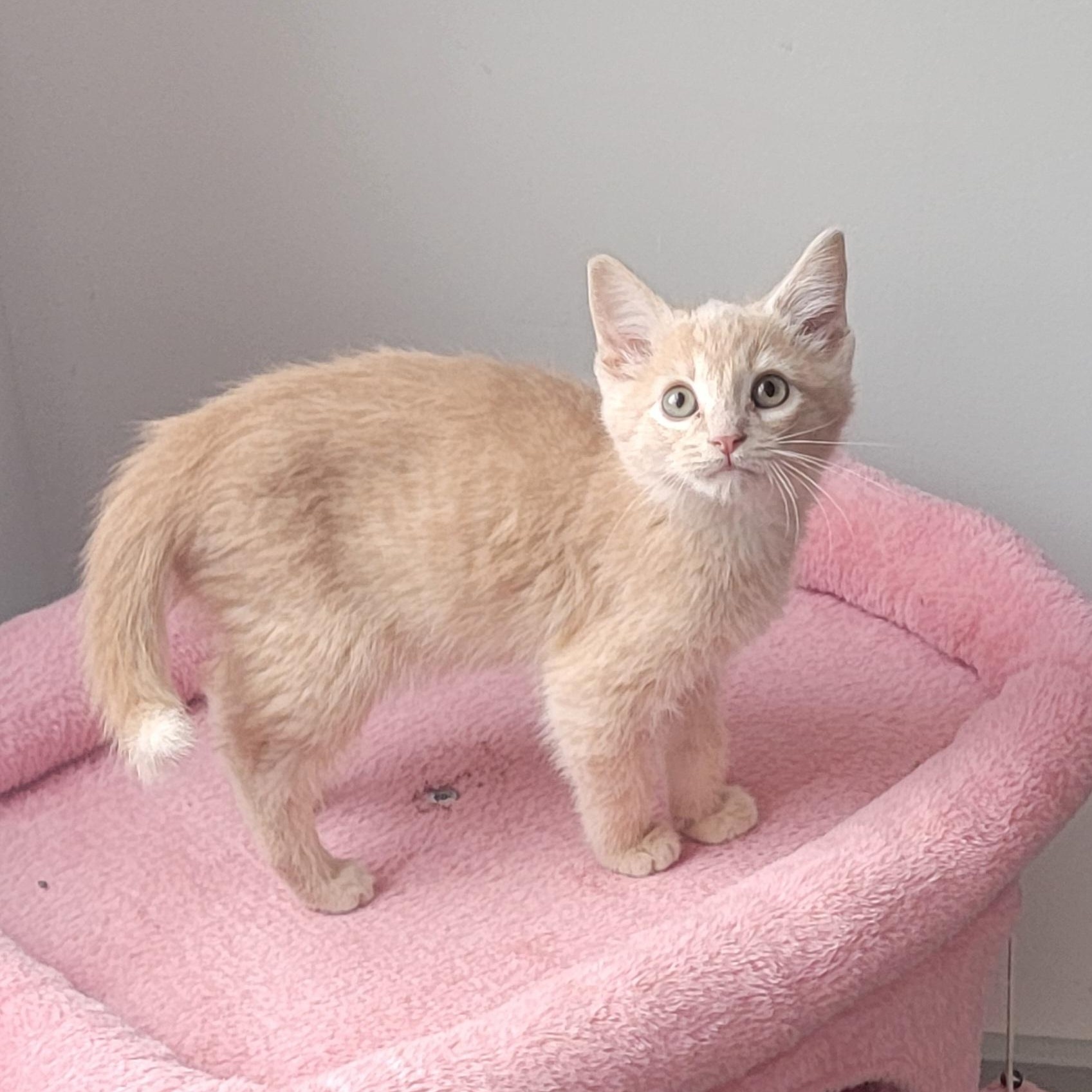 Tanner, a Adoptable Domestic Short Hair in Wyandotte, MI image 4/6