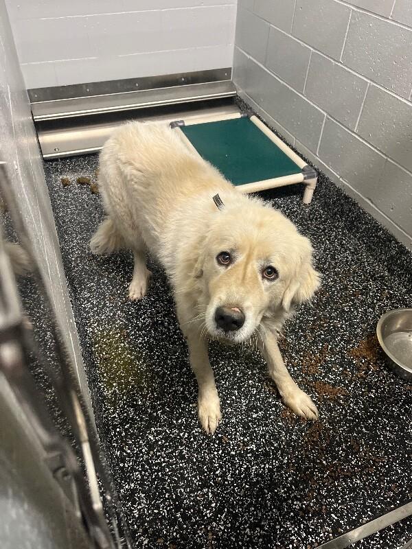 Siberia, Adoptable, Adult Female Great Pyrenees.