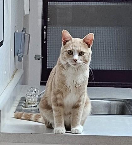 Sherman, a Adoptable Domestic Short Hair in Freeport, IL image 2/2