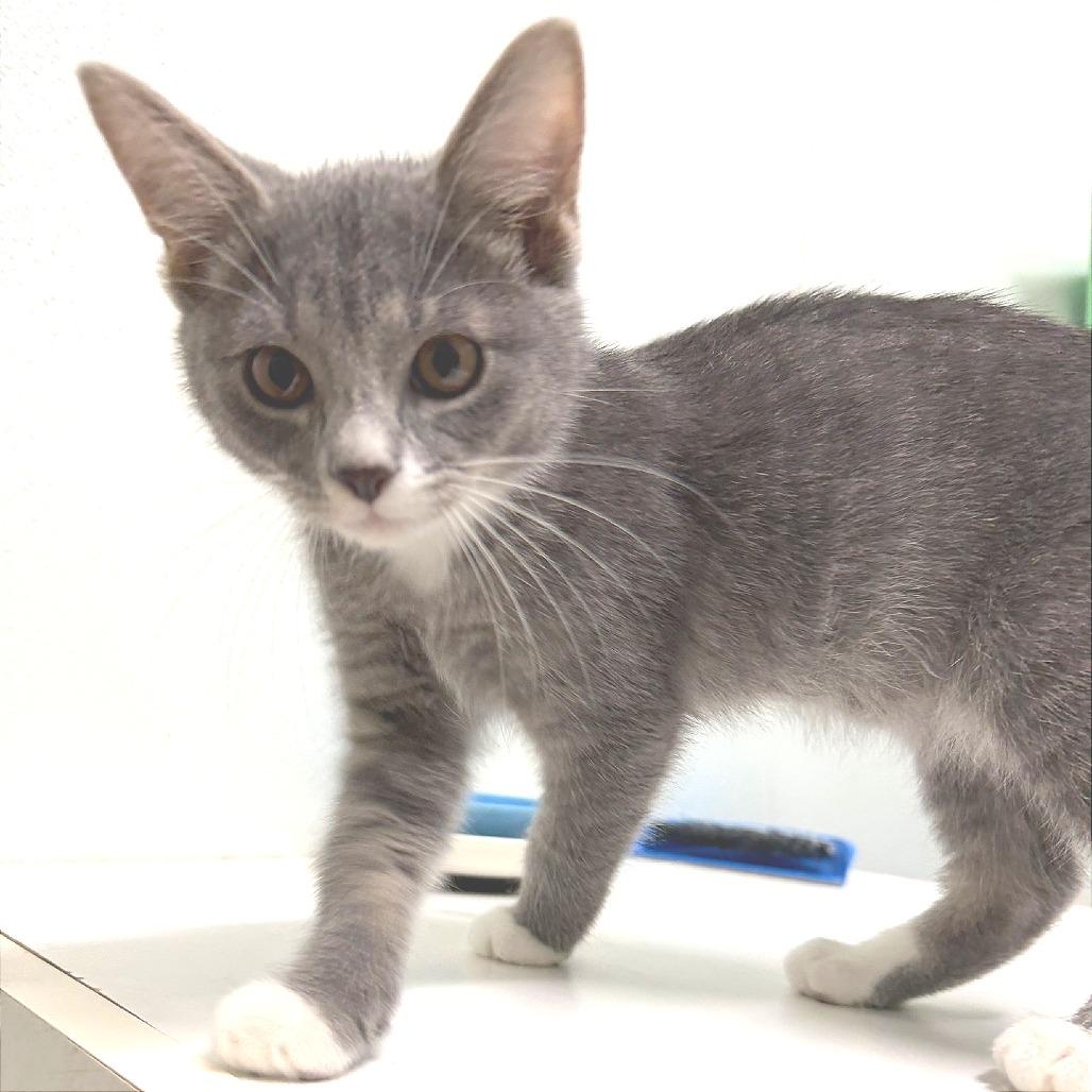 Deek, Adoptable, Kitten Male Domestic Short Hair.