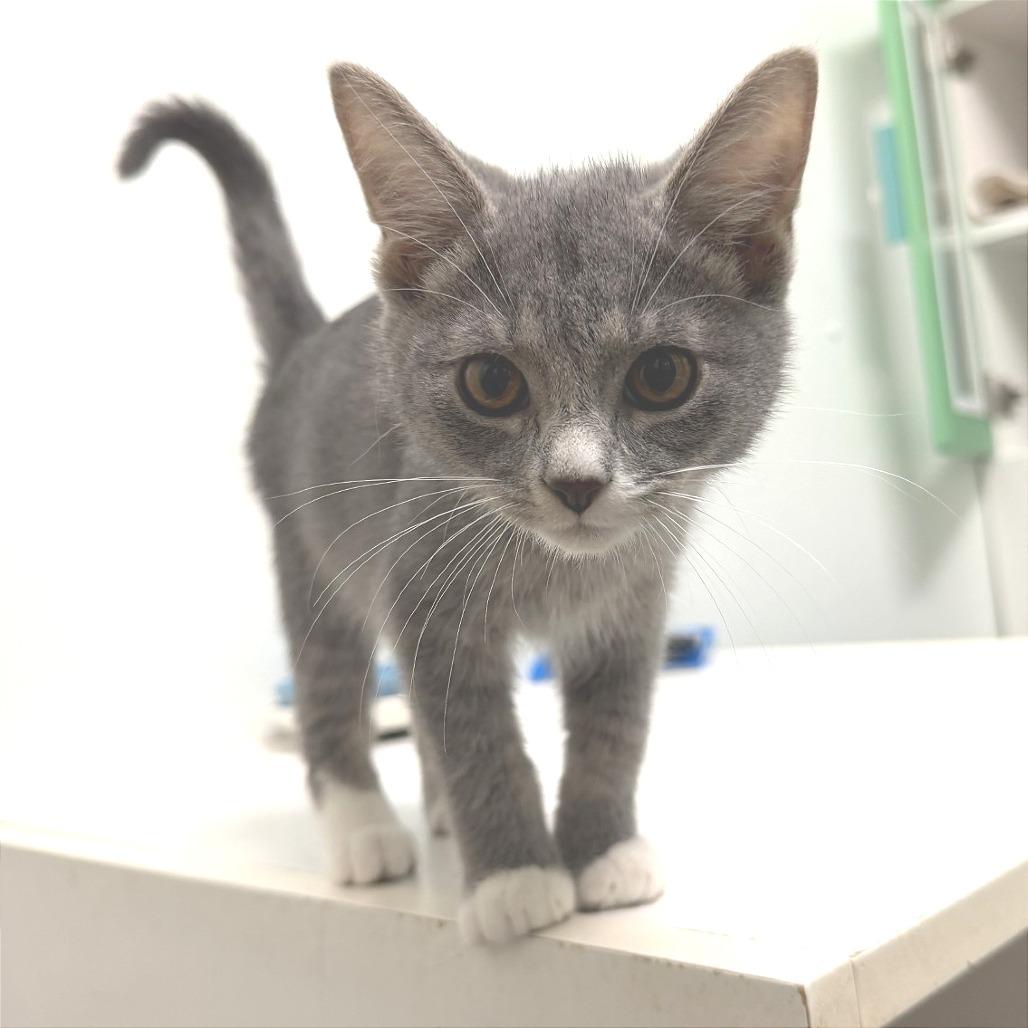 Enlarge Deek, a Adoptable Domestic Short Hair in Albert Lea, MN image 2/3