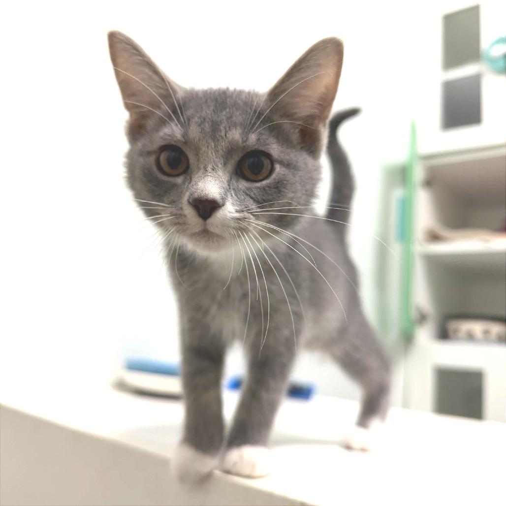 Enlarge Deek, a Adoptable Domestic Short Hair in Albert Lea, MN image 3/3