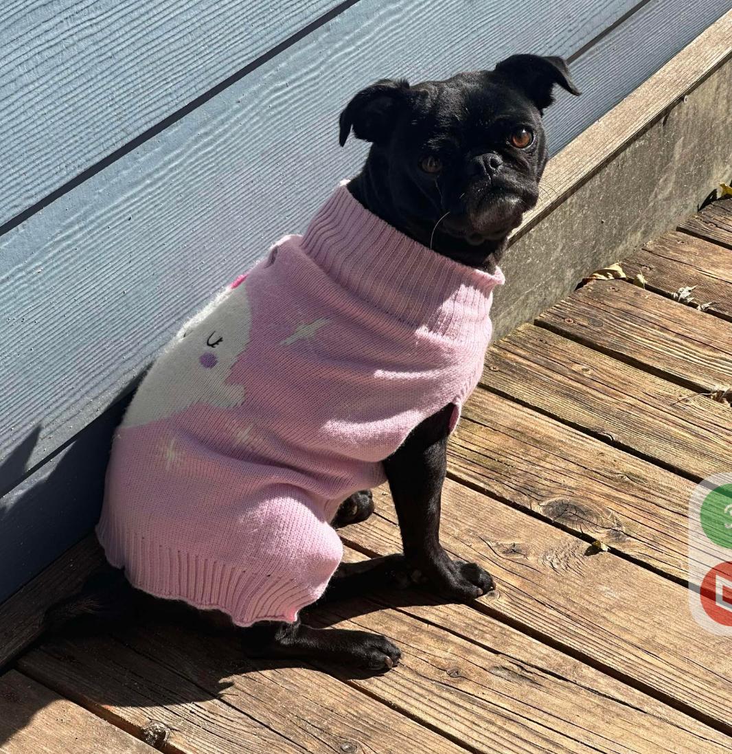 Curly Sue, ADOPTABLE, Adult Female Pug.