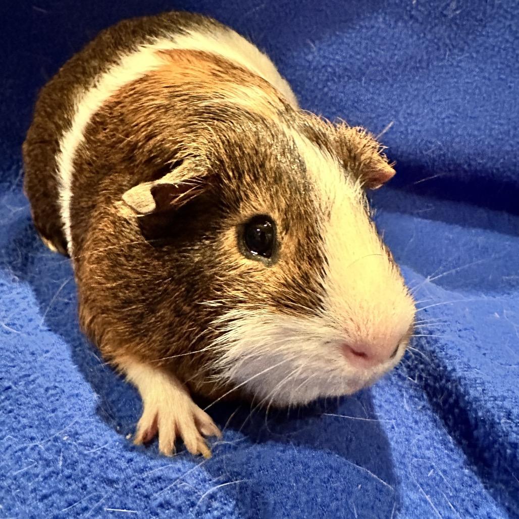 George (bonded with Stanley), Adoptable, Adult Male Guinea Pig.
