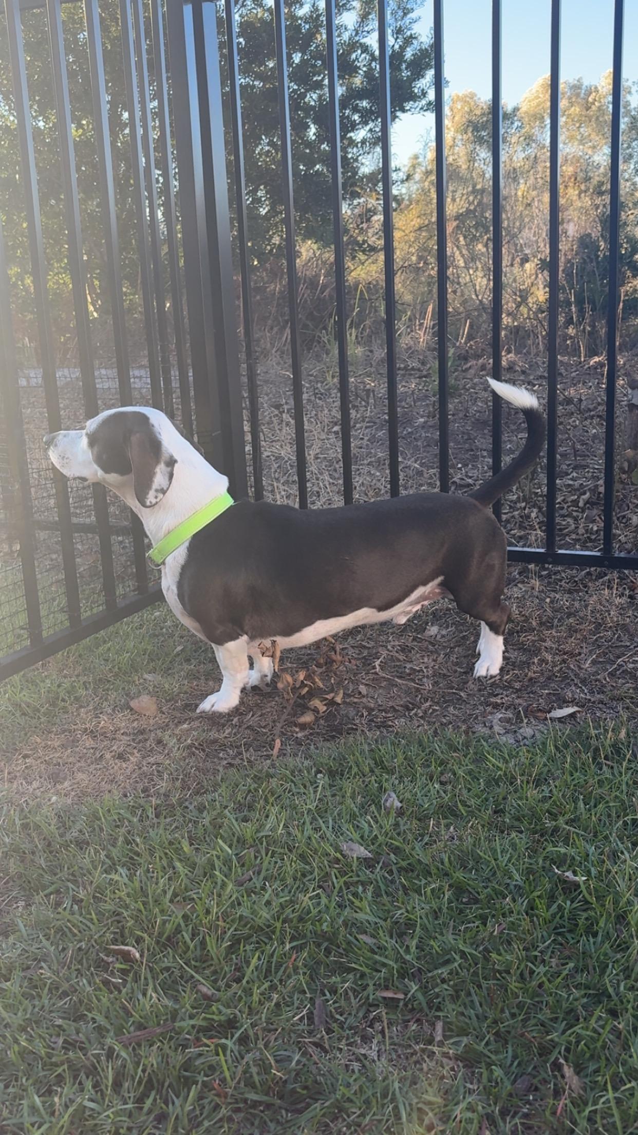 Axle, a Adoptable mixed breed in MYRTLE BEACH, SC image 1/2