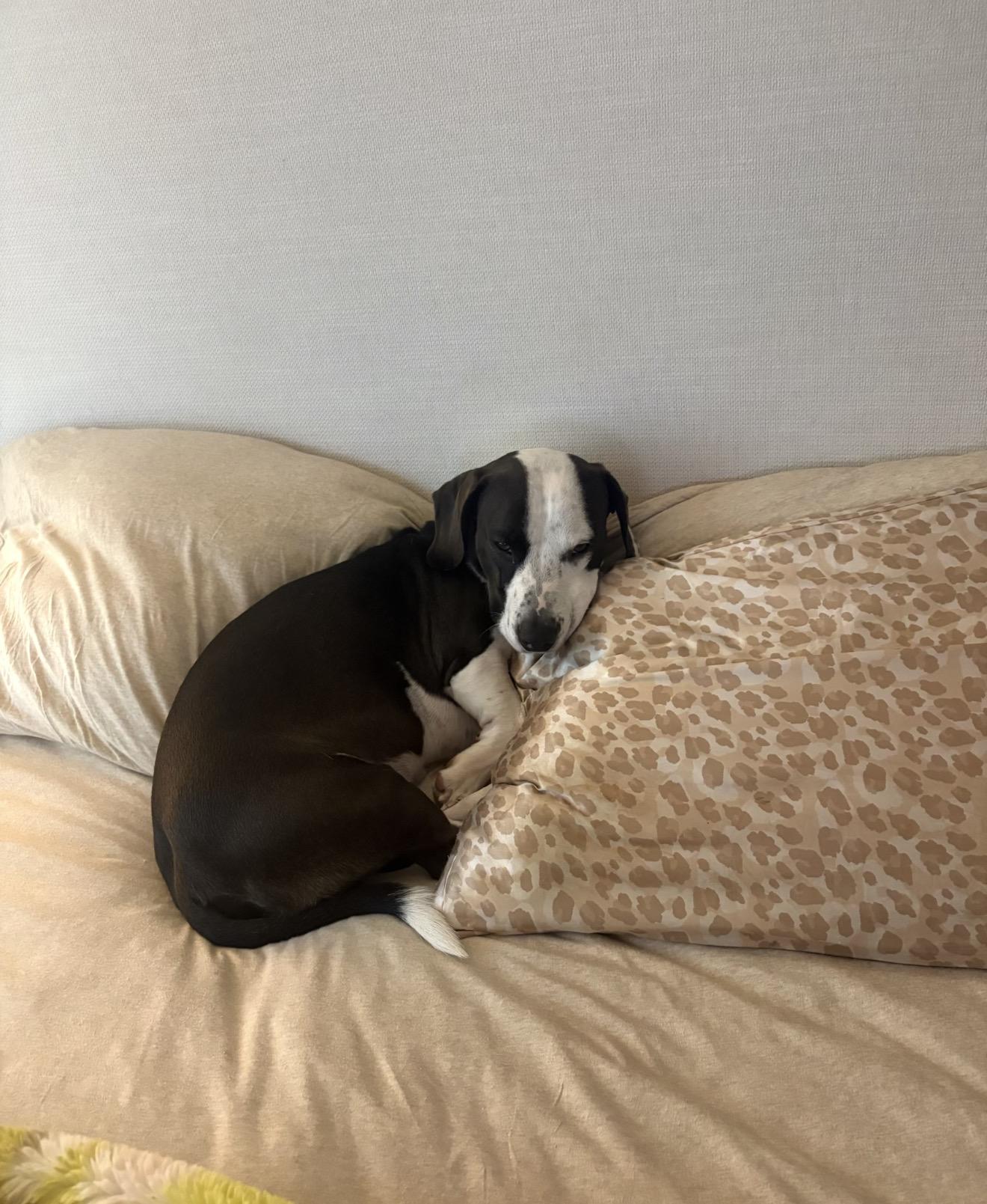 Enlarge Axle, a Adoptable mixed breed in MYRTLE BEACH, SC image 2/2