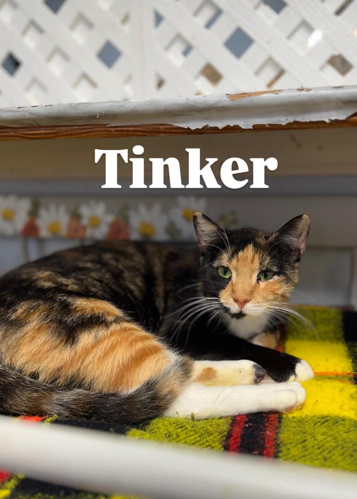 Tinker, Adoptable, Young Female Domestic Short Hair.