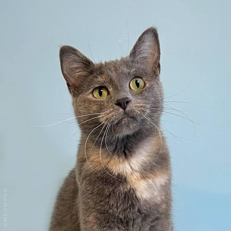 Zara Jupiter, Adoptable, Young Female Dilute Calico & Tortoiseshell.