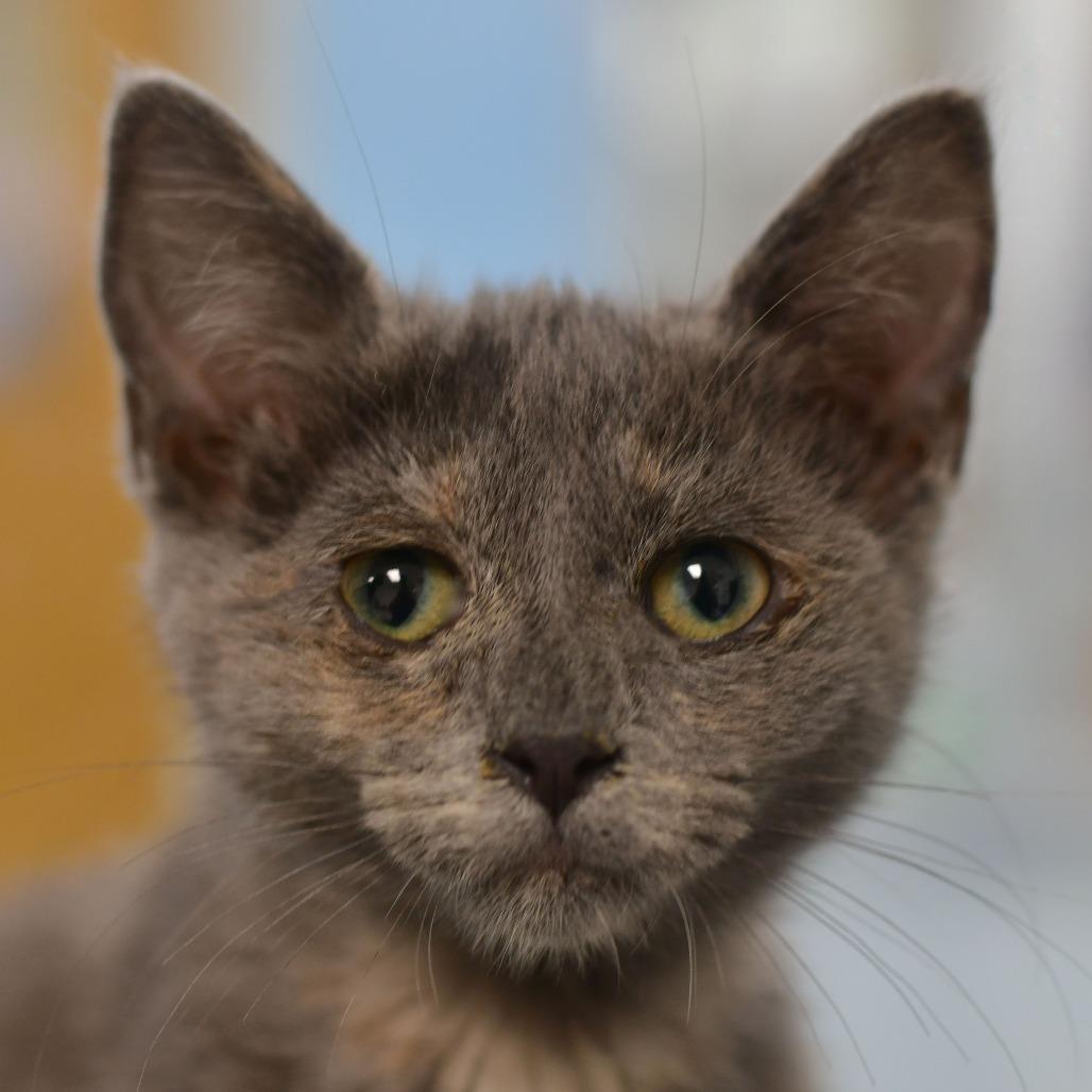 Zara Jupiter thumbnail 2