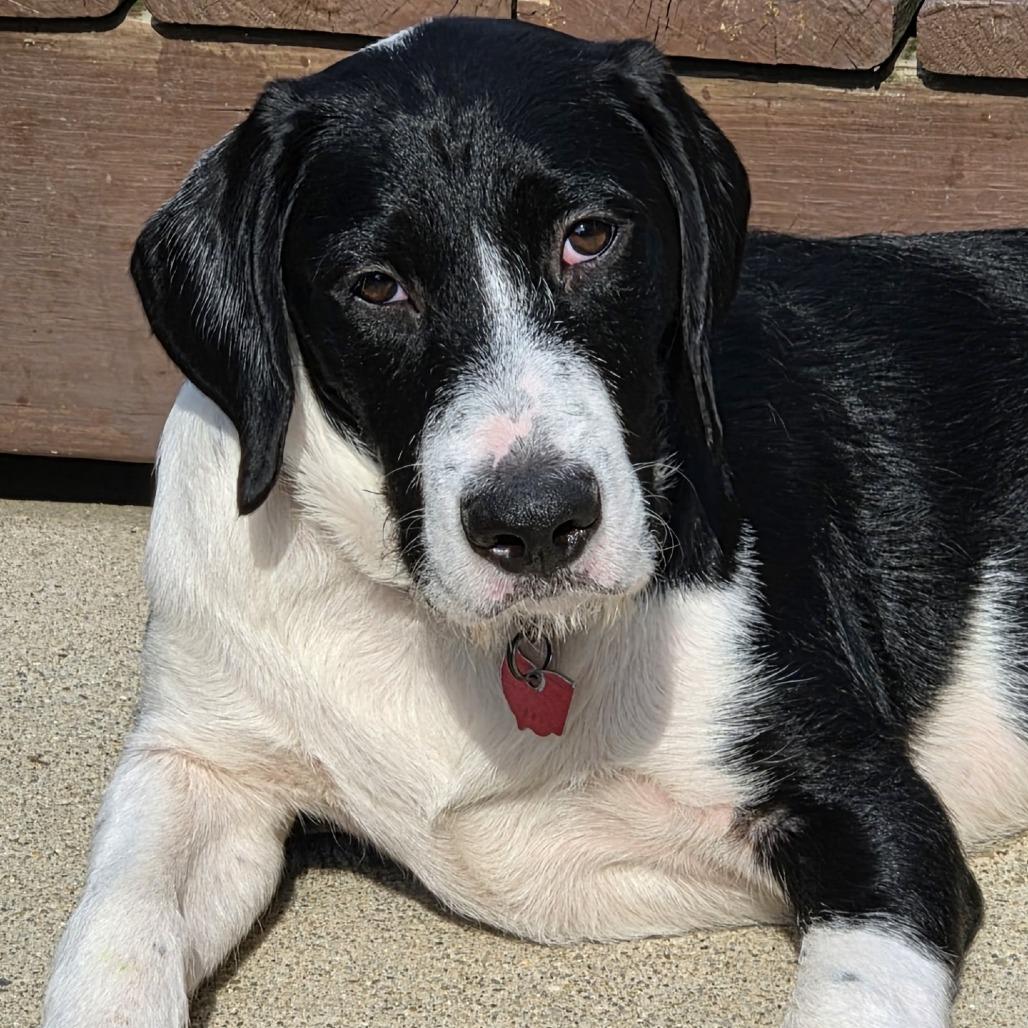 Enlarge Patches, a Adoptable Mixed Breed in Delaware, OH image 1/6