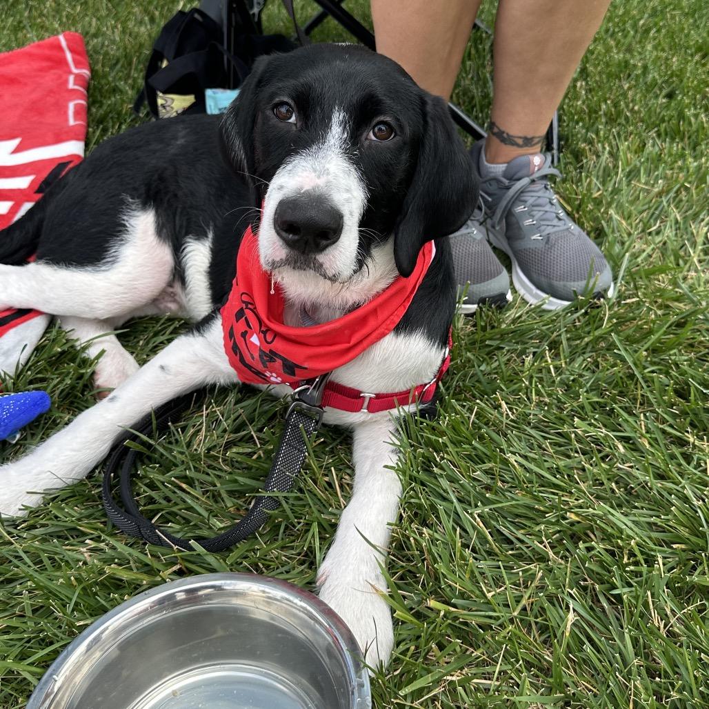 Enlarge Patches, a Adoptable Mixed Breed in Delaware, OH image 2/6