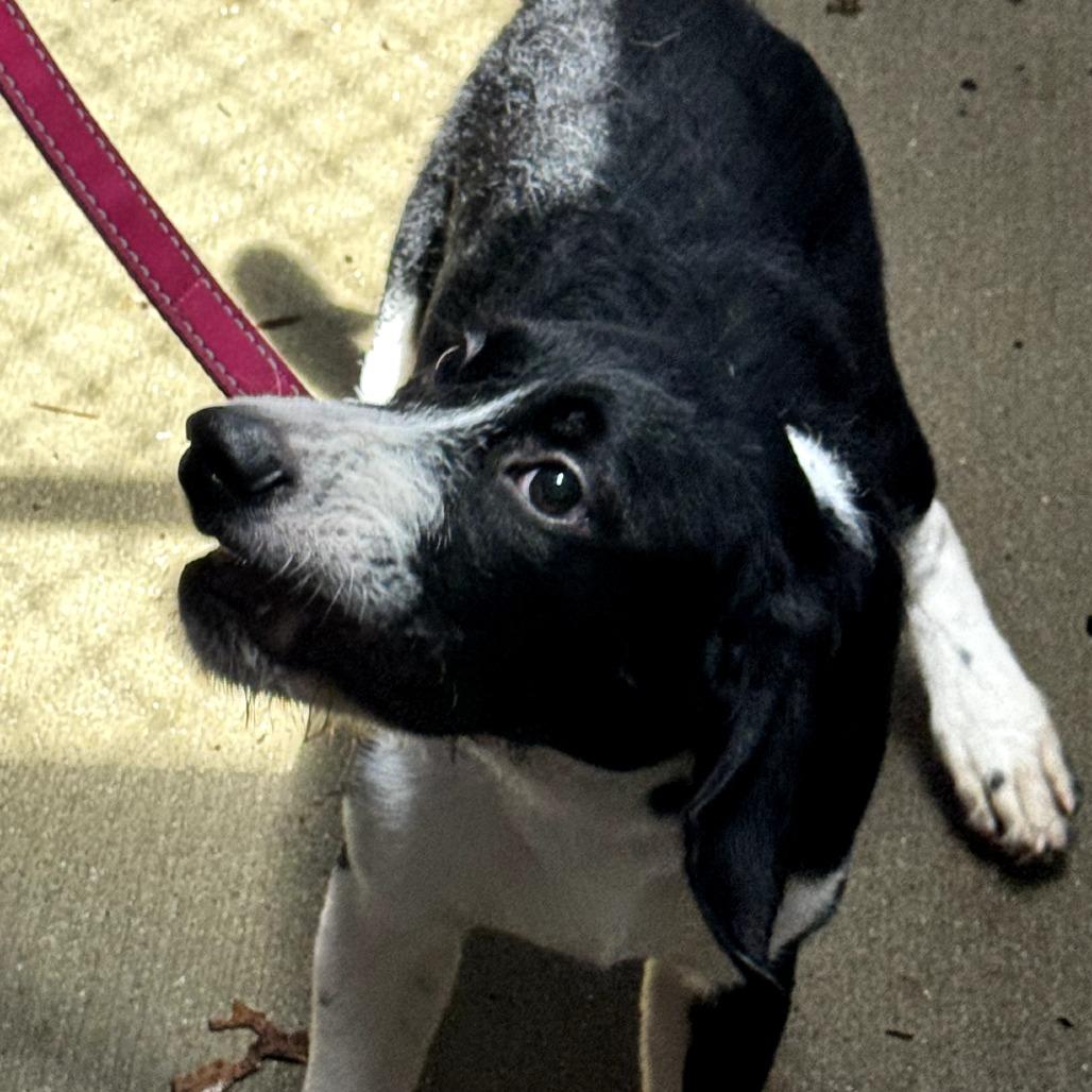 Enlarge Patches, a Adoptable Mixed Breed in Delaware, OH image 3/6