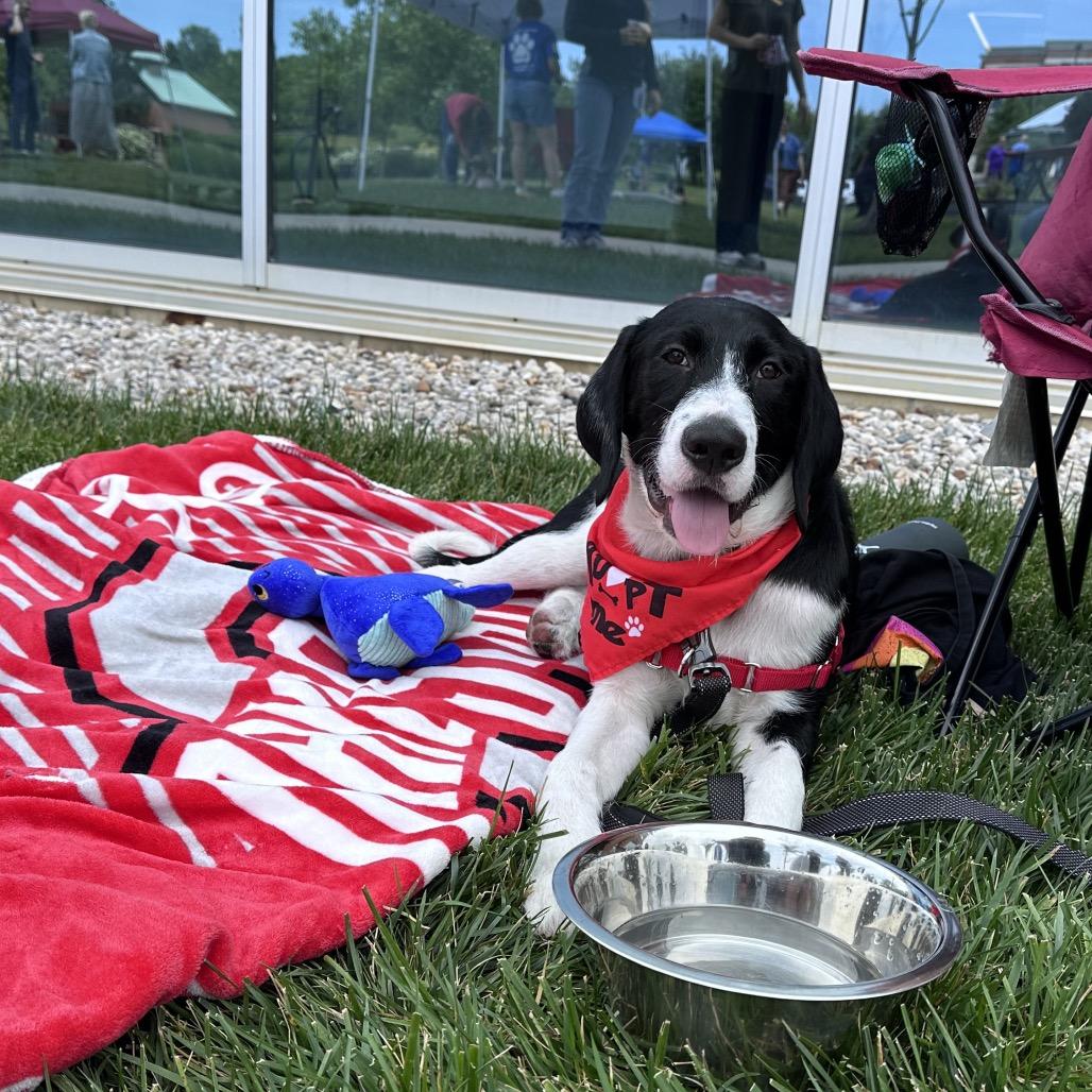 Enlarge Patches, a Adoptable Mixed Breed in Delaware, OH image 4/6