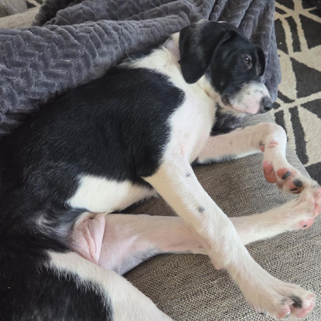 Enlarge Patches, a Adoptable Mixed Breed in Delaware, OH image 5/6