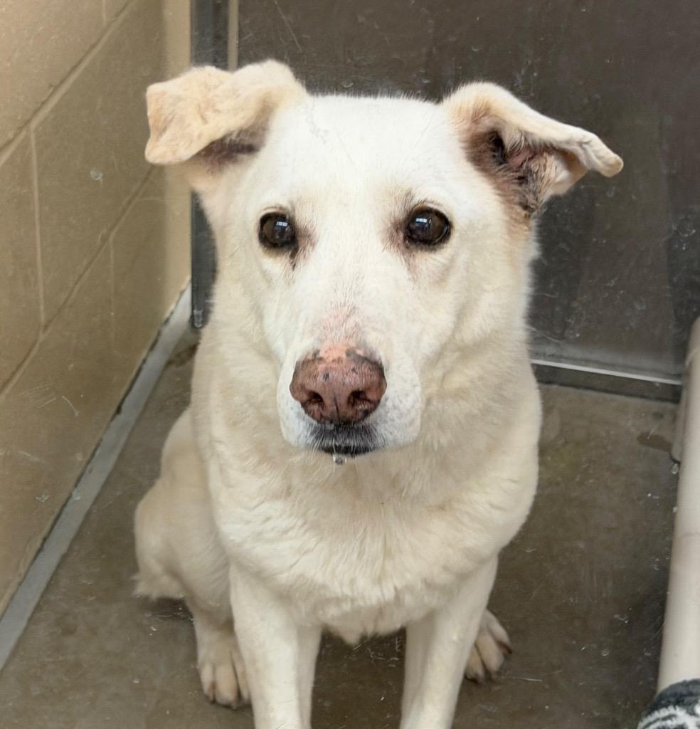 Myrtle, Adoptable, Adult Female German Shepherd Dog & Great Pyrenees.
