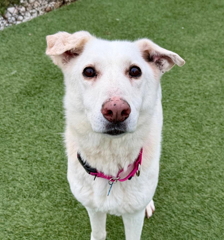 Enlarge Myrtle, a Adoptable mixed breed in Columbia, IL image 2/6