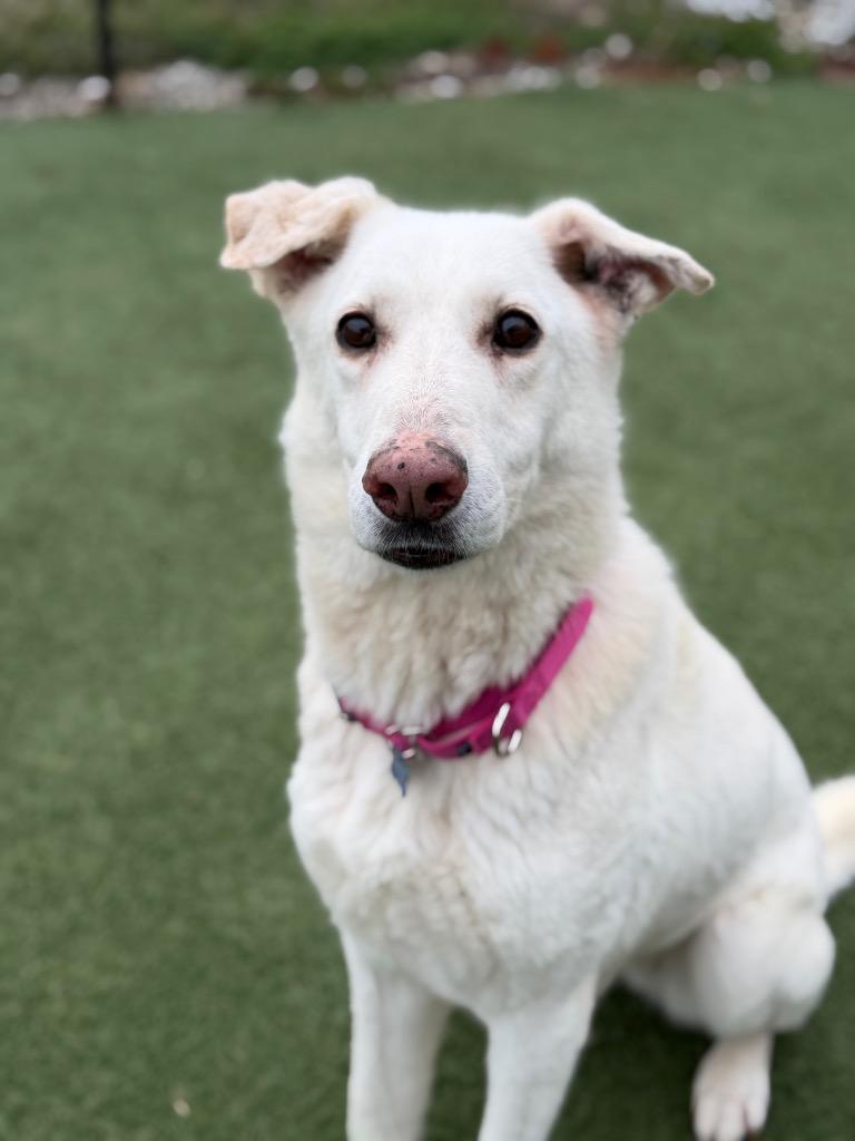 Enlarge Myrtle, a Adoptable mixed breed in Columbia, IL image 3/6