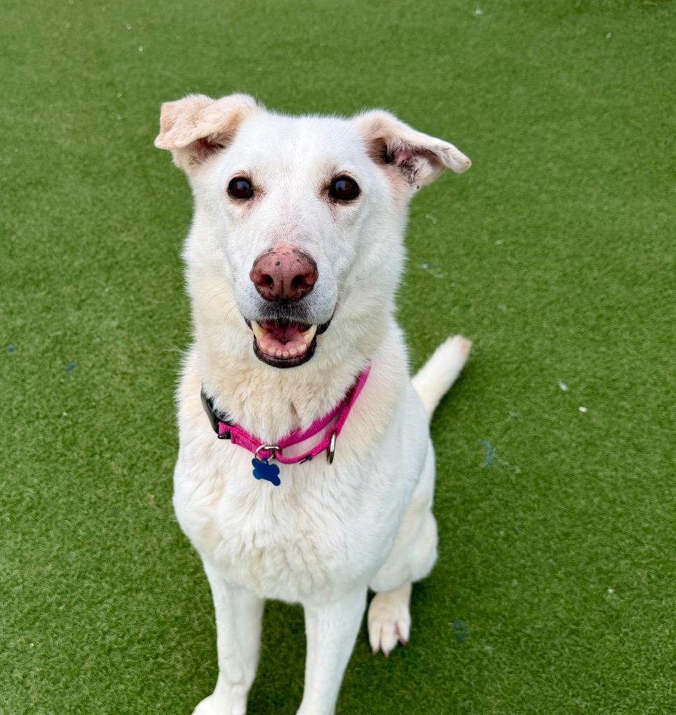 Enlarge Myrtle, a Adoptable mixed breed in Columbia, IL image 5/6