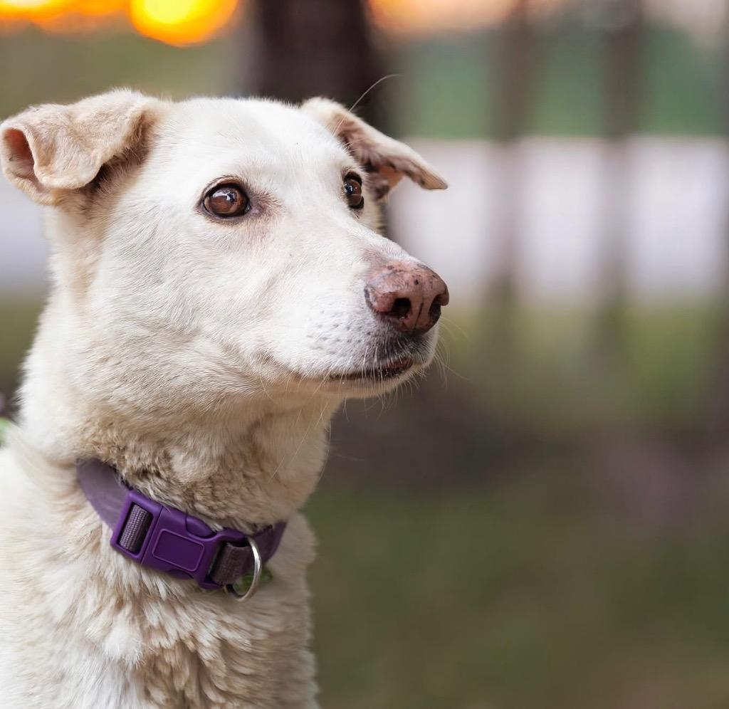 Enlarge Myrtle, a Adoptable mixed breed in Columbia, IL image 6/6