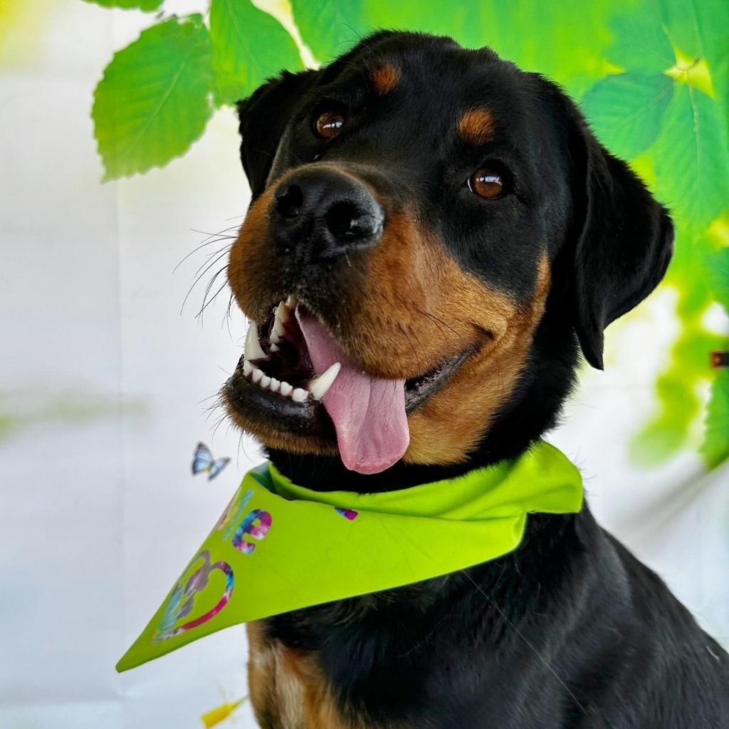 Velvet, Young Female Rottweiler