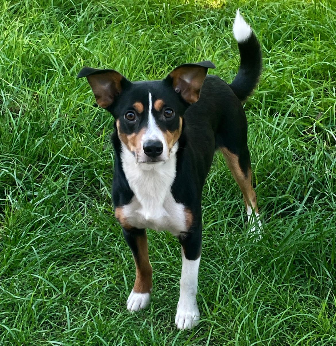 Enlarge Chip, an adopted Corgi in Ocala, FL image 1/1