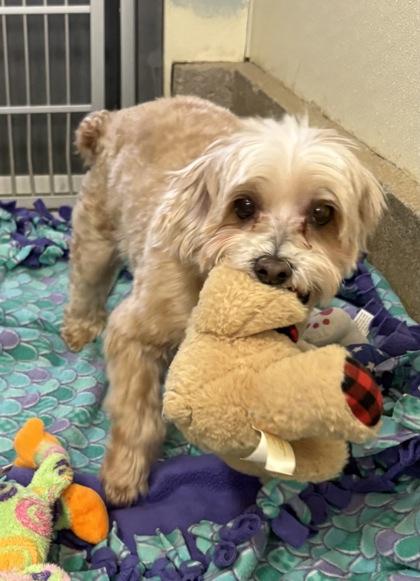 Iko/ Ollie Bonded pair, Adoptable, Senior Male Maltese & Poodle.