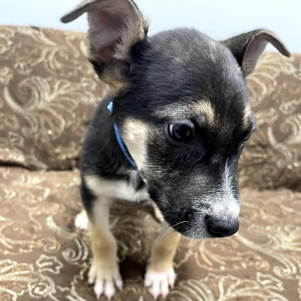 Falcon, ADOPTABLE, Puppy Male German Shepherd Dog & Mixed Breed.