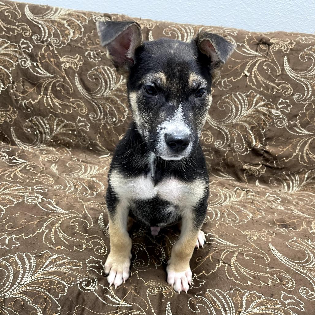 Enlarge Falcon, a ADOPTABLE mixed breed in Monticello, IA image 2/6