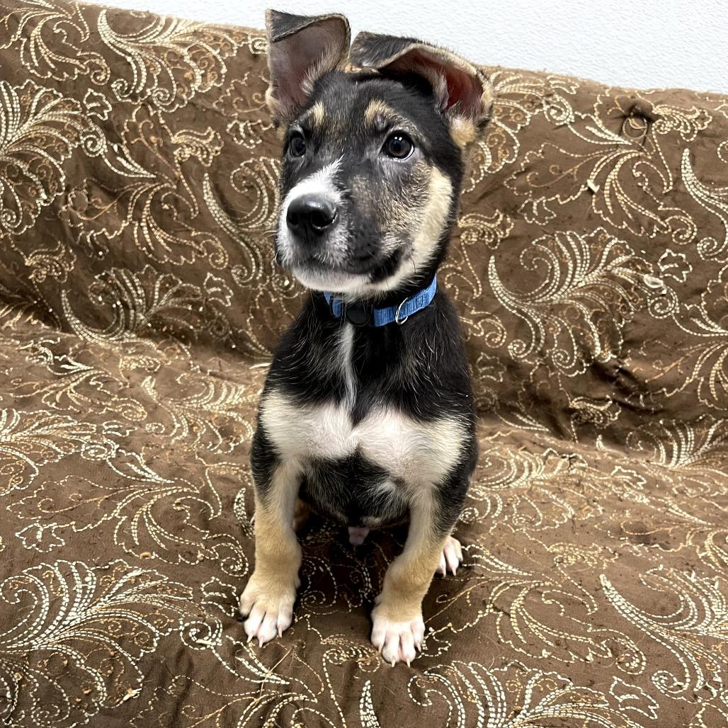 Enlarge Falcon, a ADOPTABLE mixed breed in Monticello, IA image 3/6