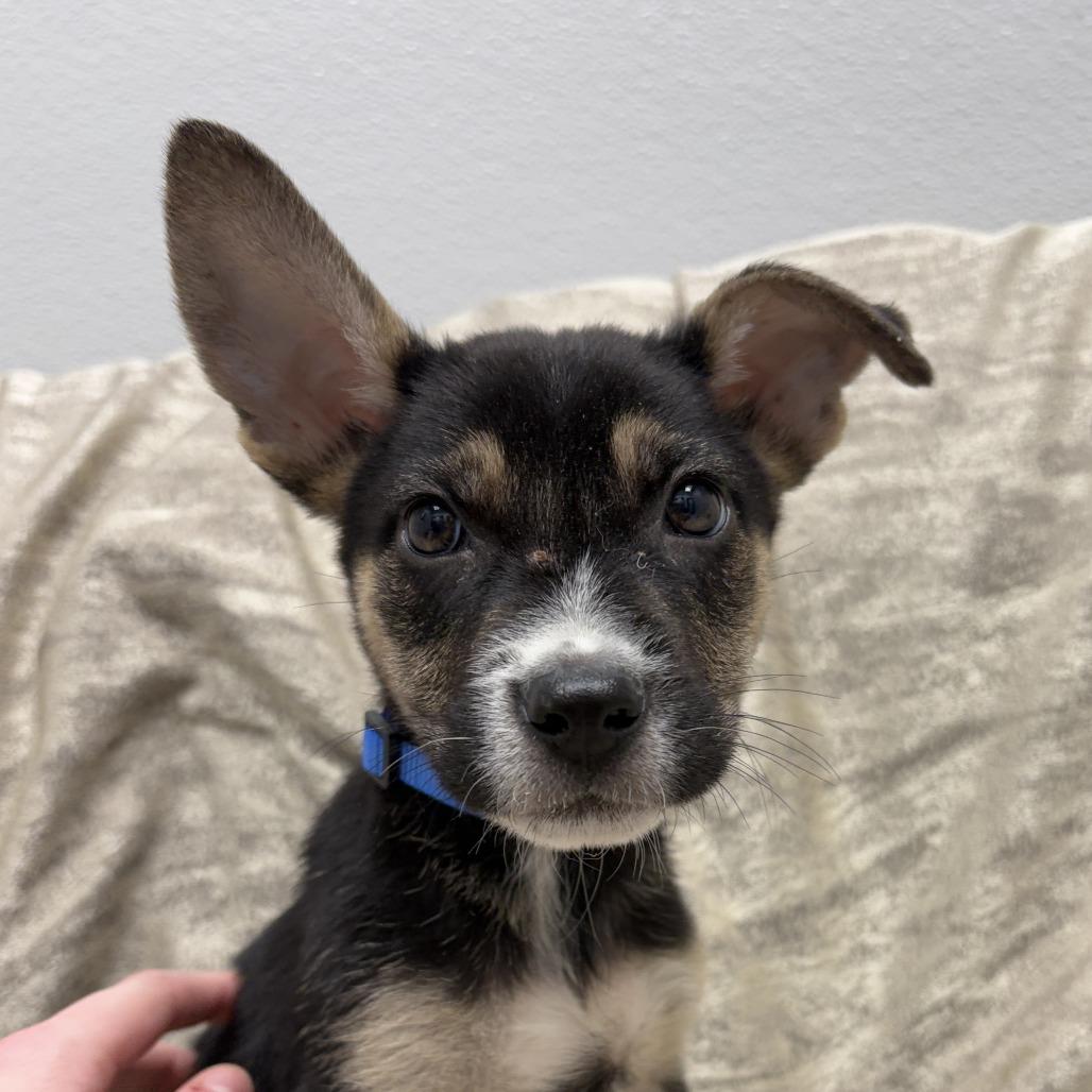 Enlarge Falcon, a ADOPTABLE mixed breed in Monticello, IA image 4/6