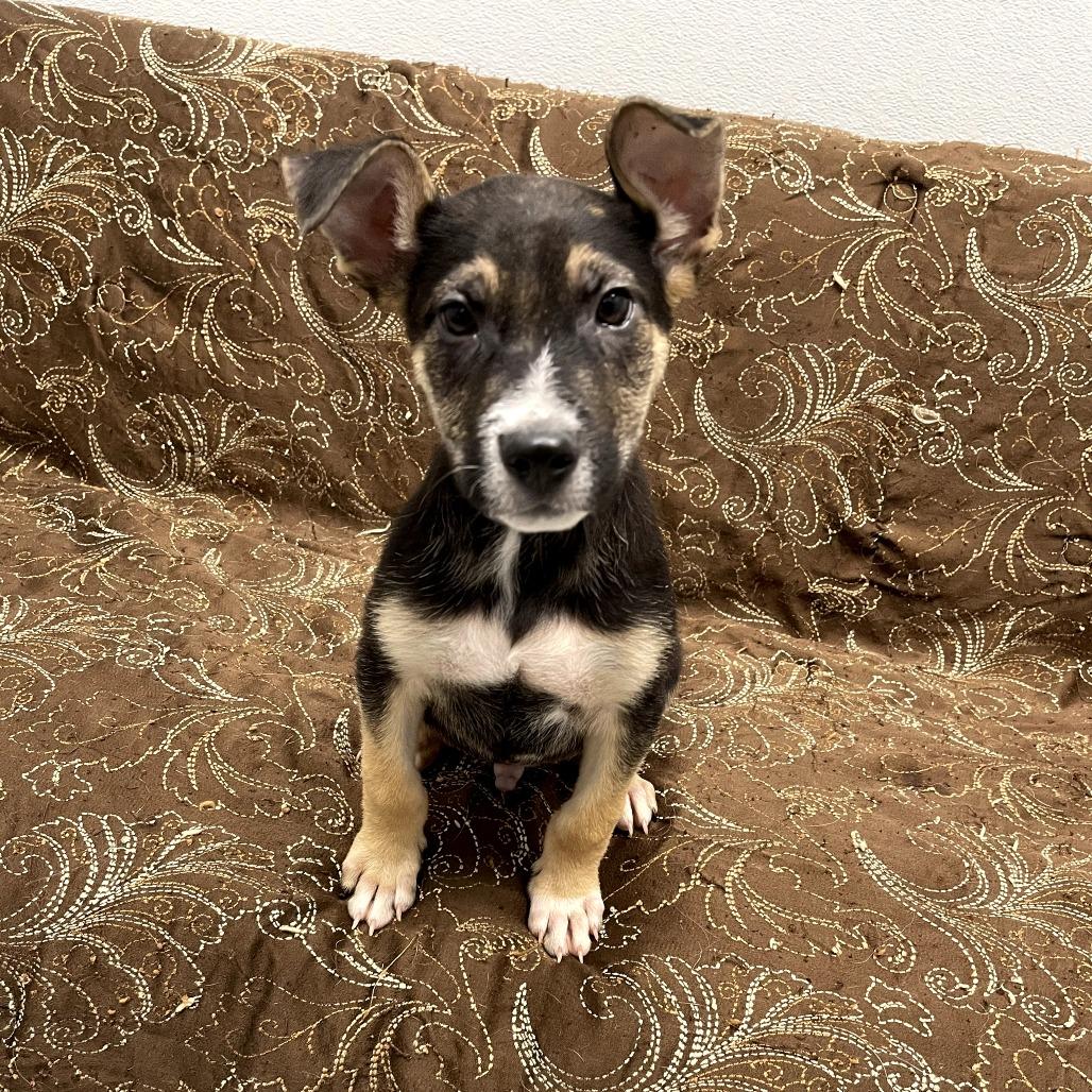 Enlarge Falcon, a ADOPTABLE mixed breed in Monticello, IA image 5/6