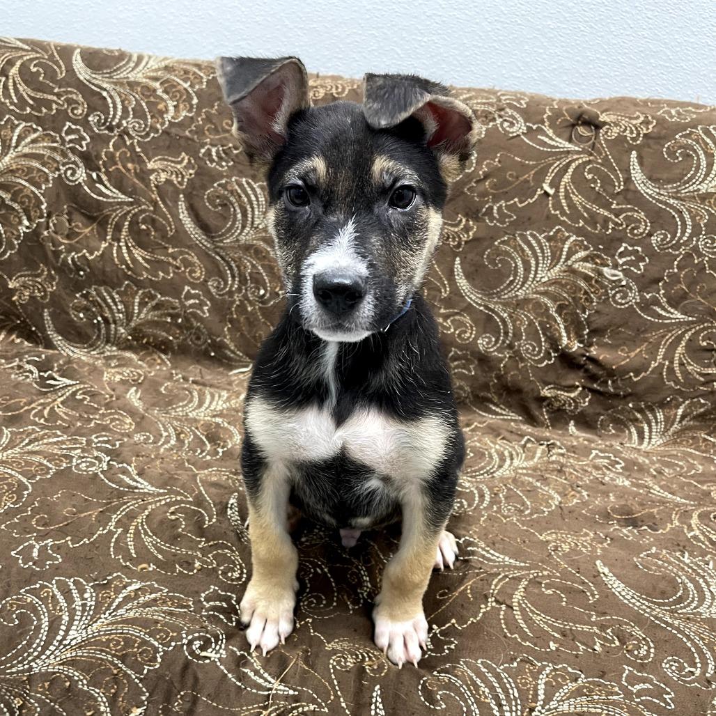 Enlarge Falcon, a ADOPTABLE mixed breed in Monticello, IA image 6/6