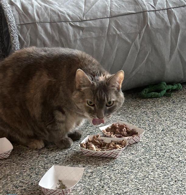 PEANUT, Adoptable, Senior Female Domestic Short Hair.