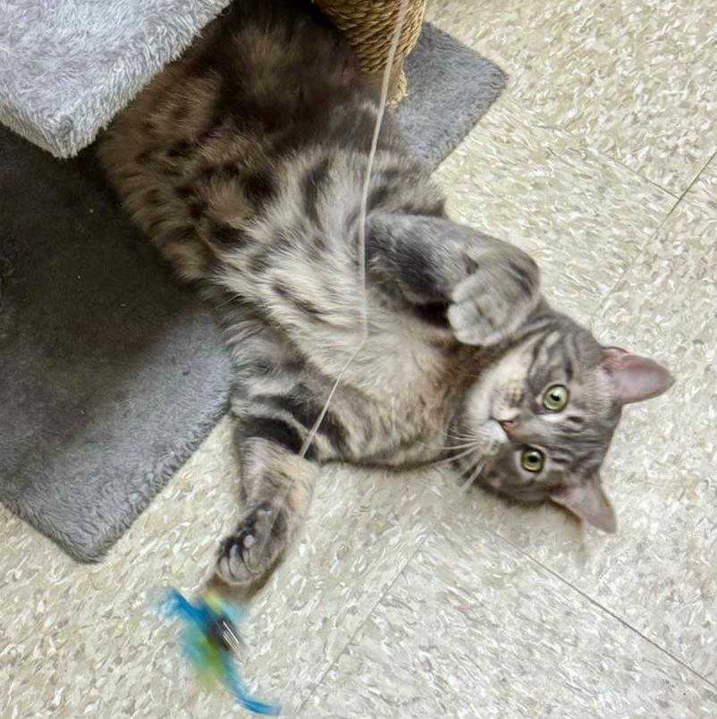 Enlarge Sully (bonded with Samantha), a ADOPTABLE mixed breed in Brampton, ON image 1/6