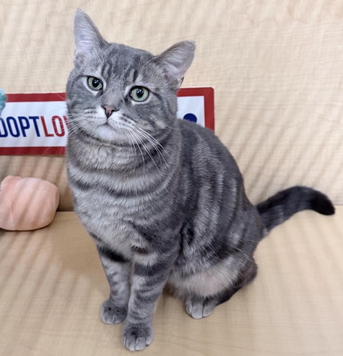 Enlarge Sully (bonded with Samantha), a ADOPTABLE mixed breed in Brampton, ON image 3/6