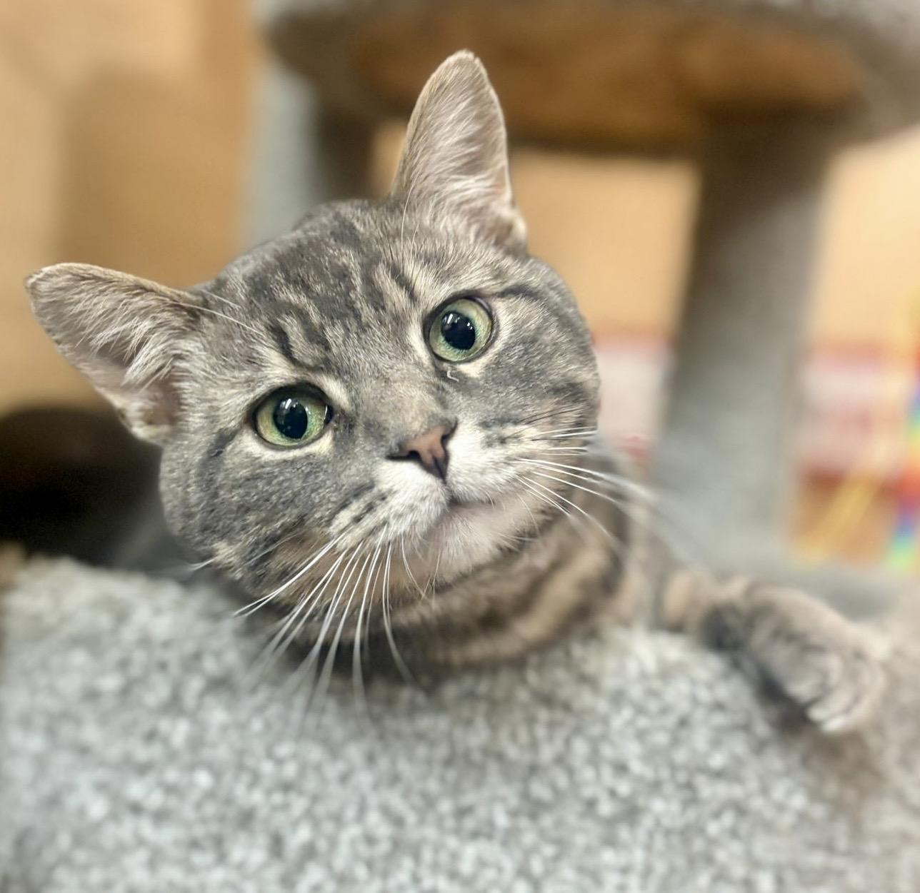 Sully (bonded with Samantha), a ADOPTABLE mixed breed in Brampton, ON image 2/6