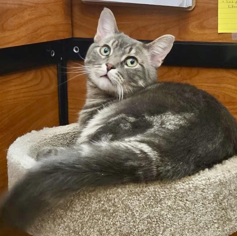 Sully (bonded with Samantha), ADOPTABLE, Young Male Tabby & Domestic Short Hair.