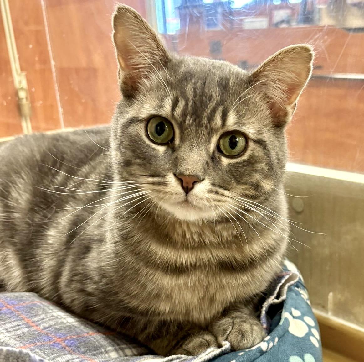 Enlarge Sully (bonded with Samantha), a ADOPTABLE mixed breed in Brampton, ON image 2/6