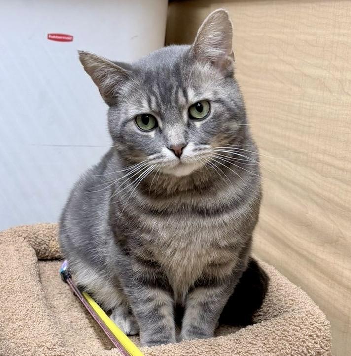 Sully (bonded with Samantha), ADOPTABLE, Young Male Tabby & Domestic Short Hair.