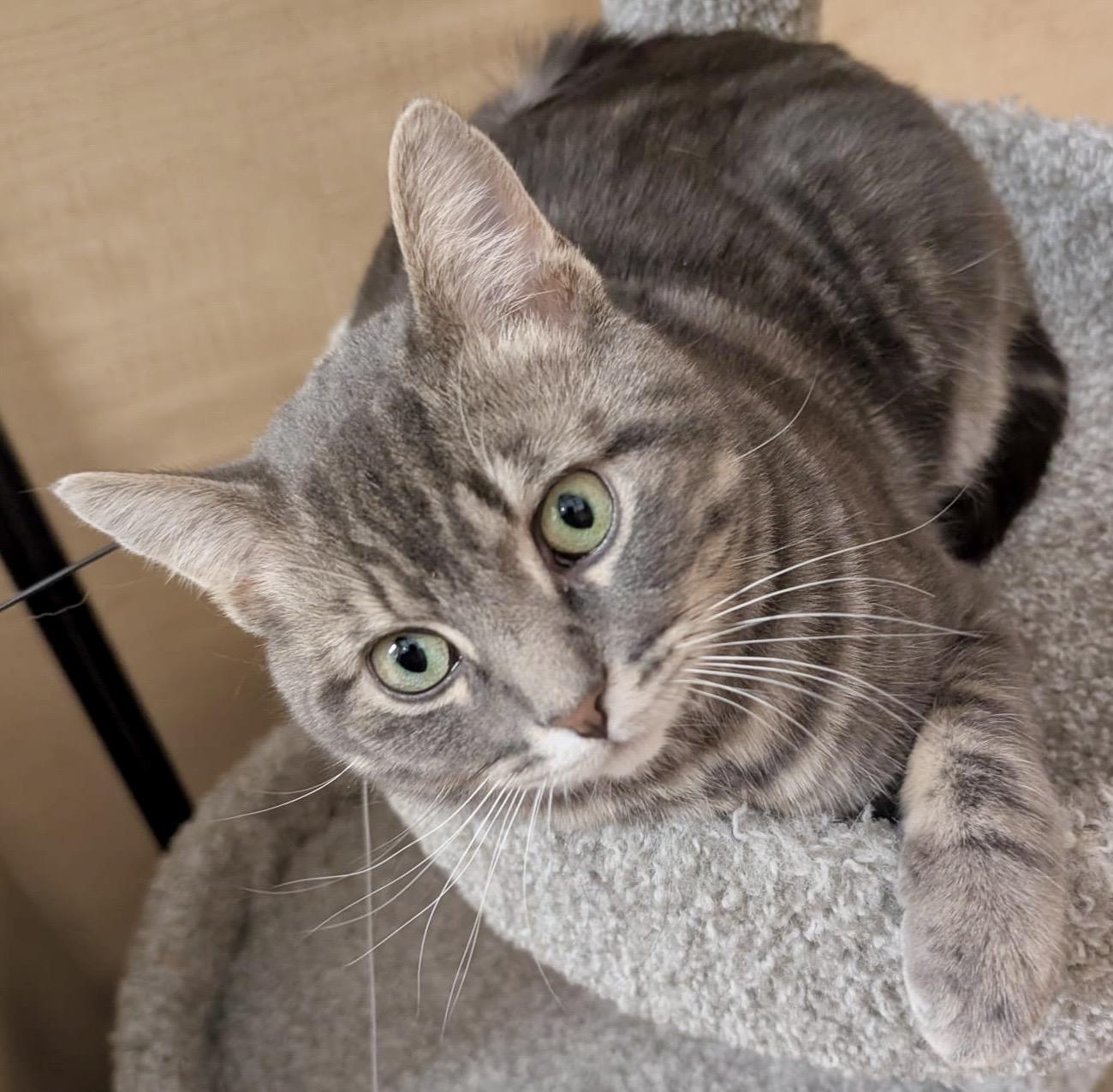 Sully (bonded with Samantha), a ADOPTABLE mixed breed in Brampton, ON image 4/6