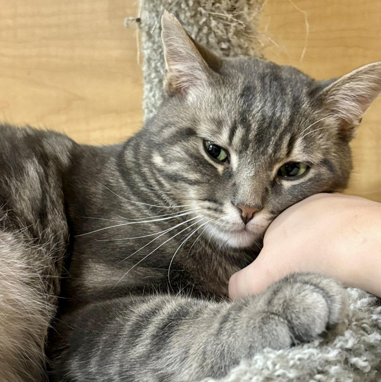Sully (bonded with Samantha), ADOPTABLE, Young Male Tabby & Domestic Short Hair.