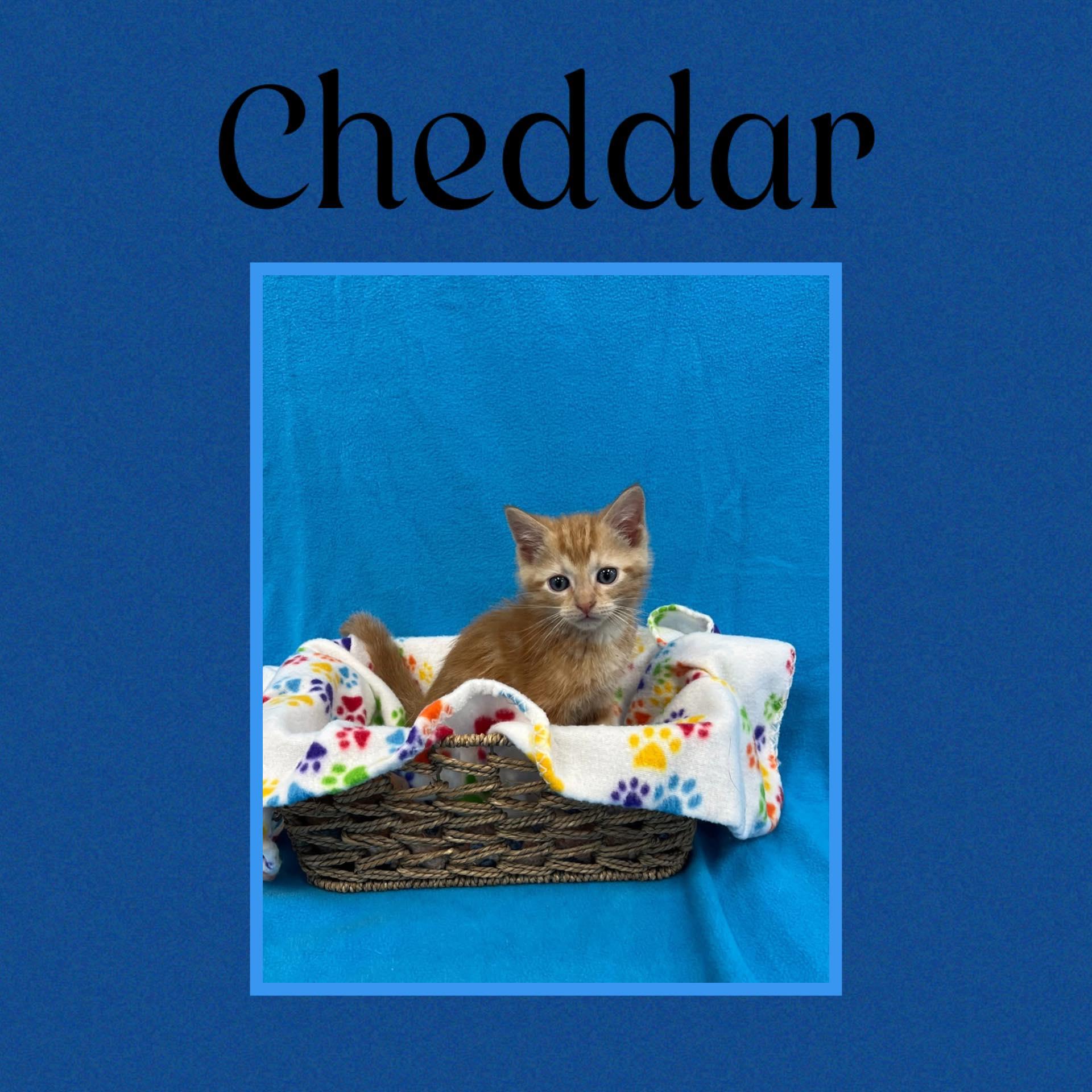 Cheddar