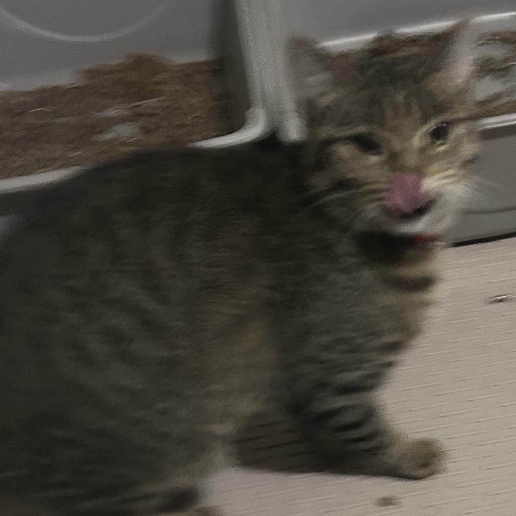 Thelma, Adoptable, Adult Female Domestic Short Hair.