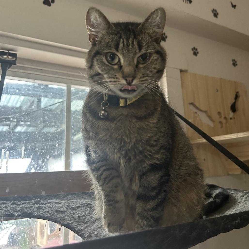 Enlarge Thelma, a Adoptable Domestic Short Hair in Veneta, OR image 3/3