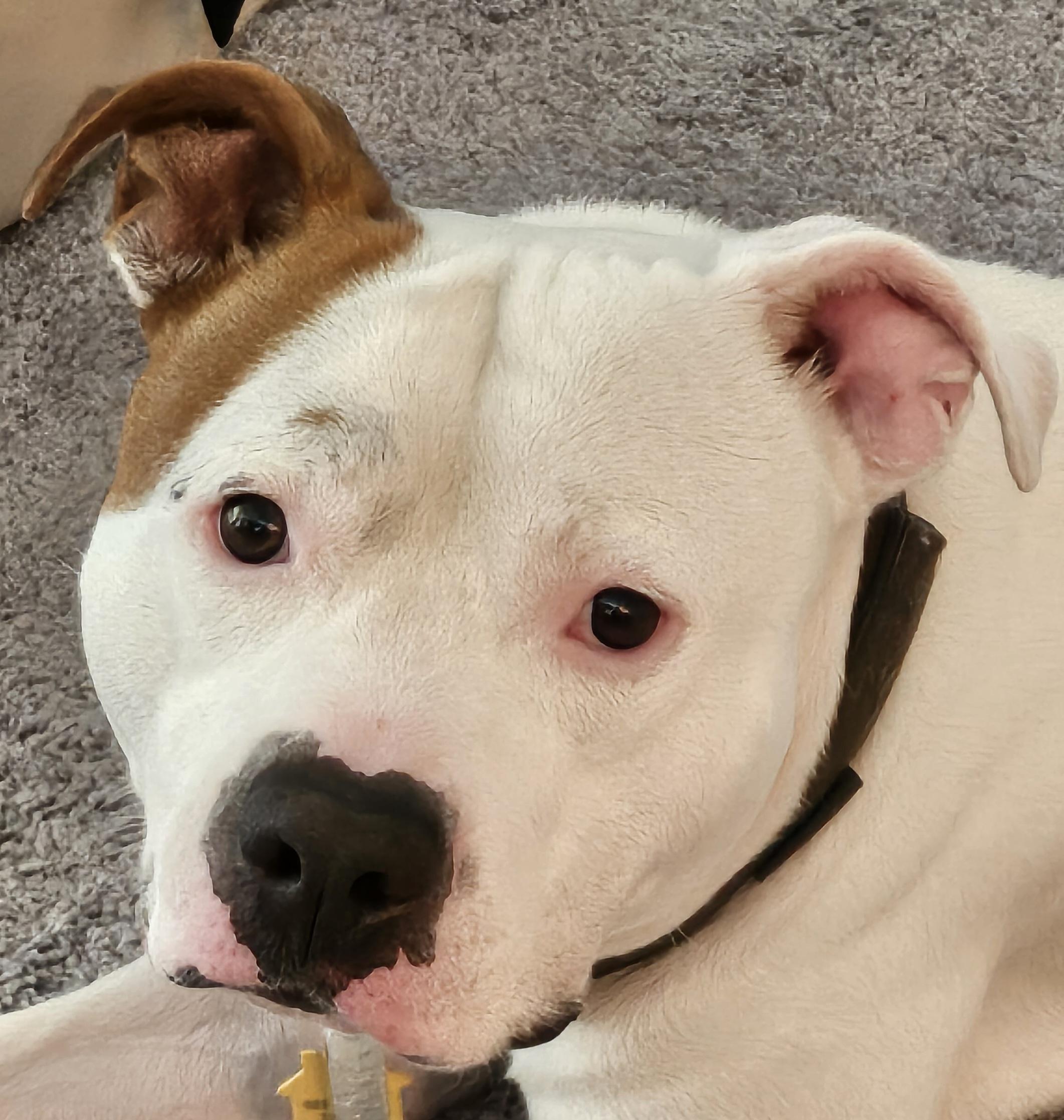 Mario, ADOPTABLE, Adult Male American Staffordshire Terrier.