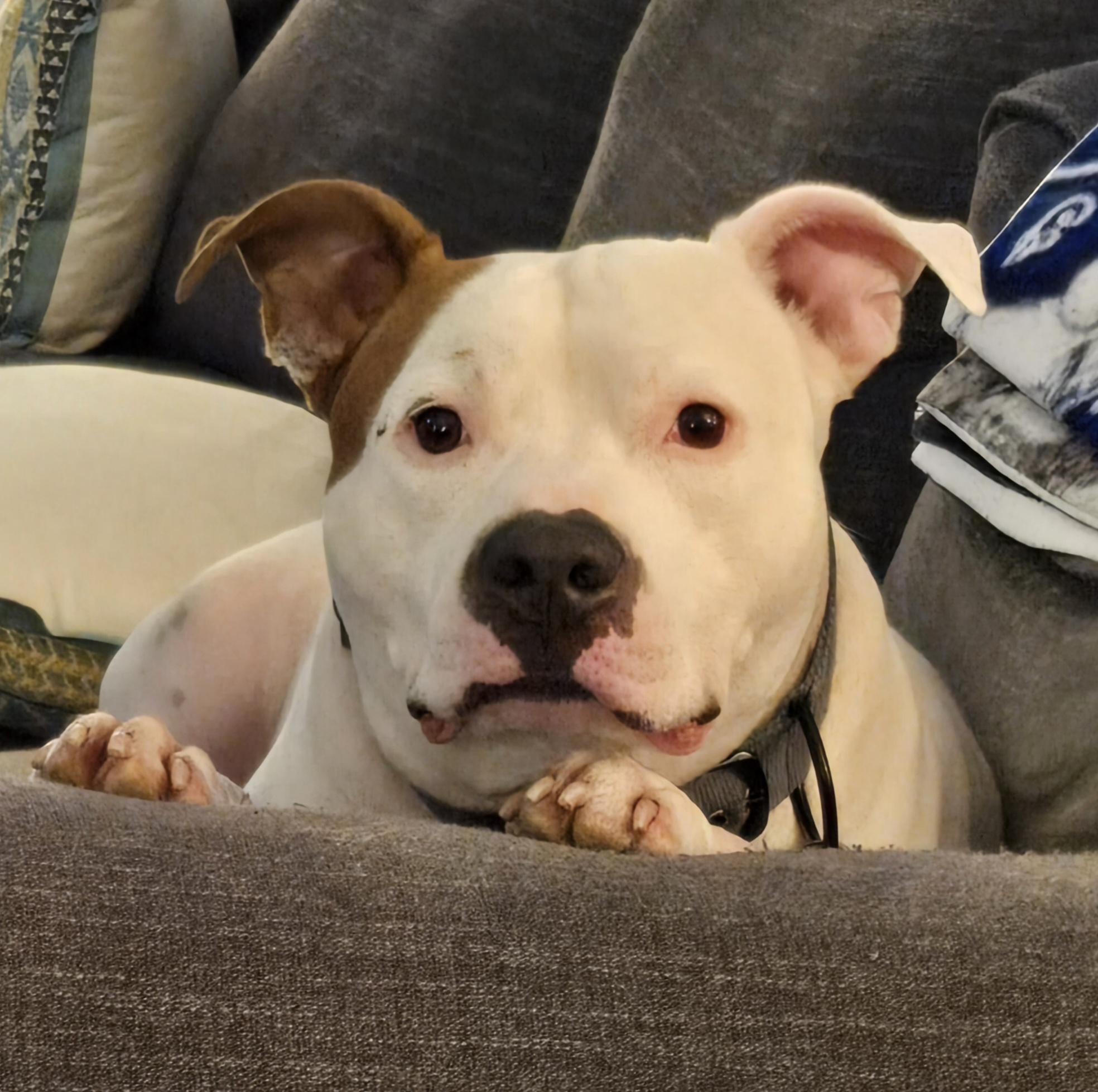 Mario, a ADOPTABLE mixed breed in Carthage, NC image 2/3