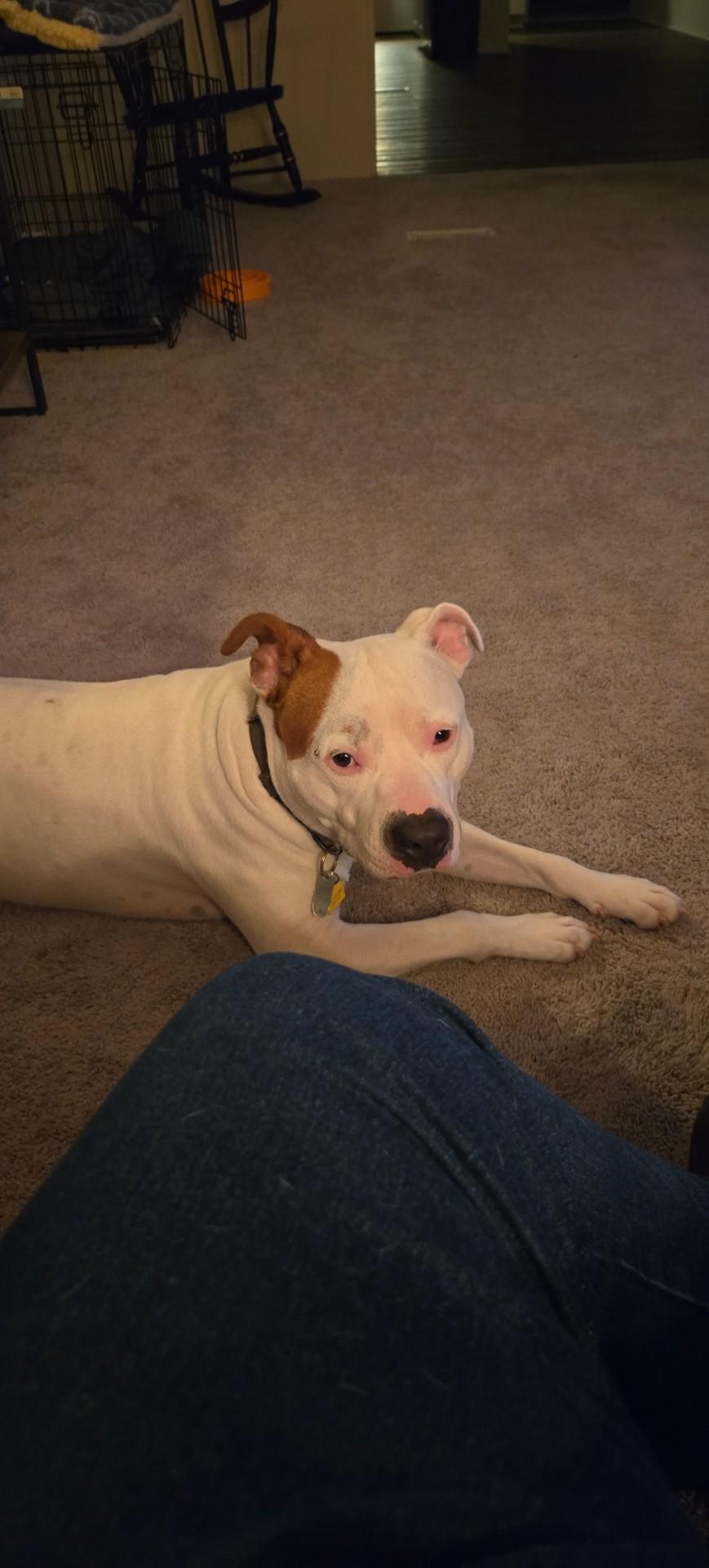 Mario, a ADOPTABLE mixed breed in Carthage, NC image 3/3