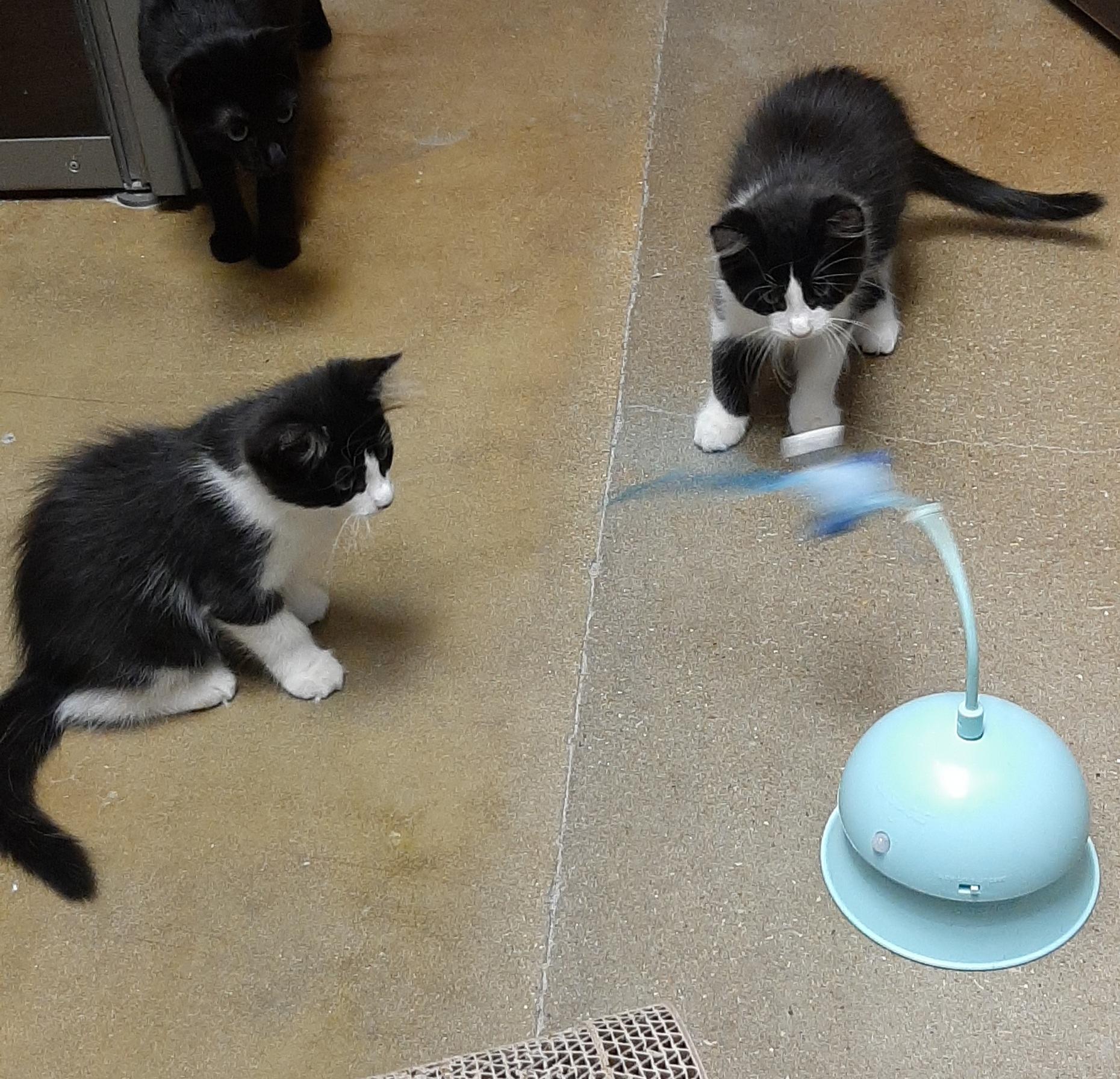 Enlarge Finnick, an adopted Domestic Medium Hair in Belleville, IL image 3/3