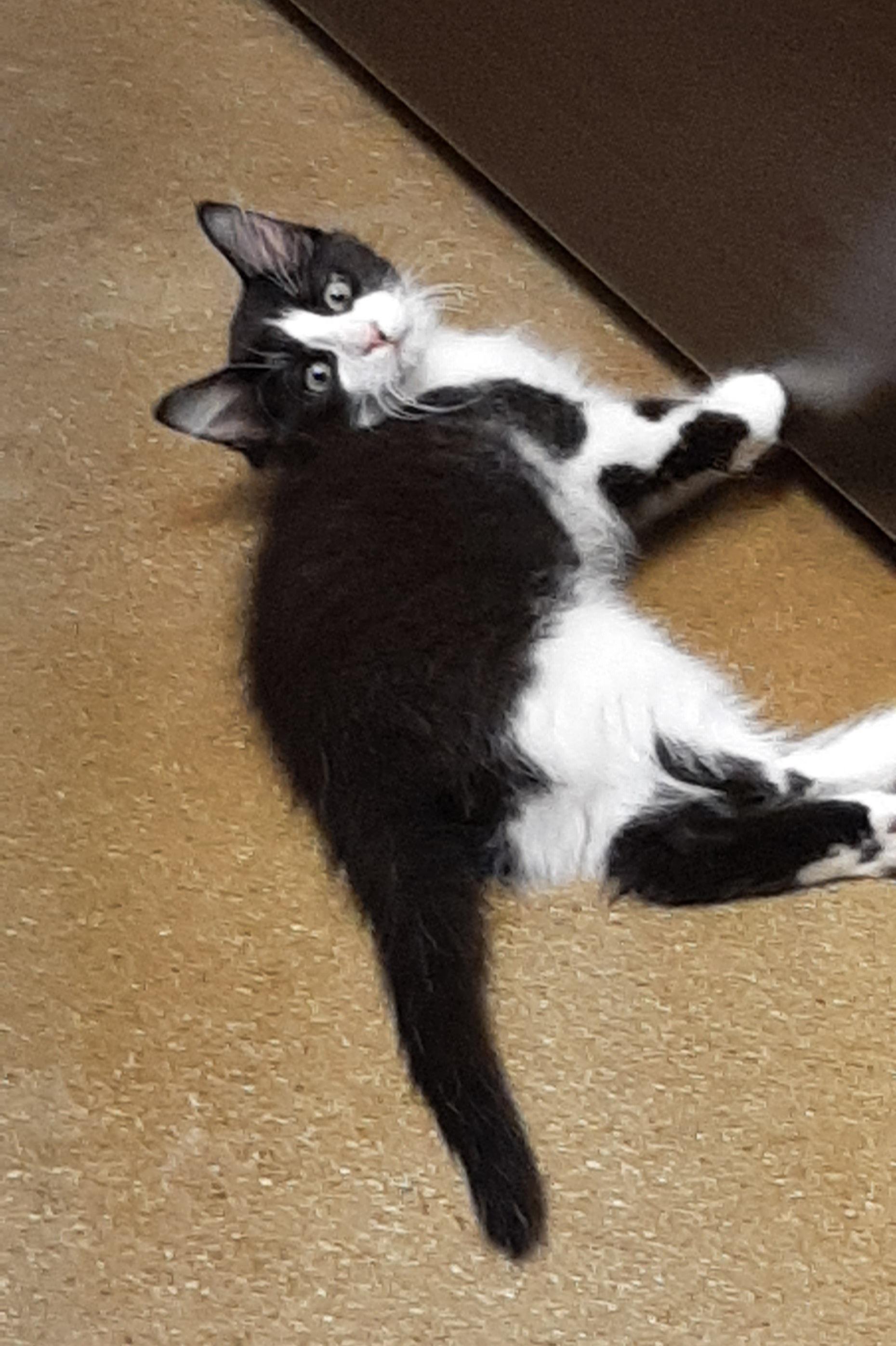 Enlarge Finnick, an adopted Domestic Medium Hair in Belleville, IL image 2/3