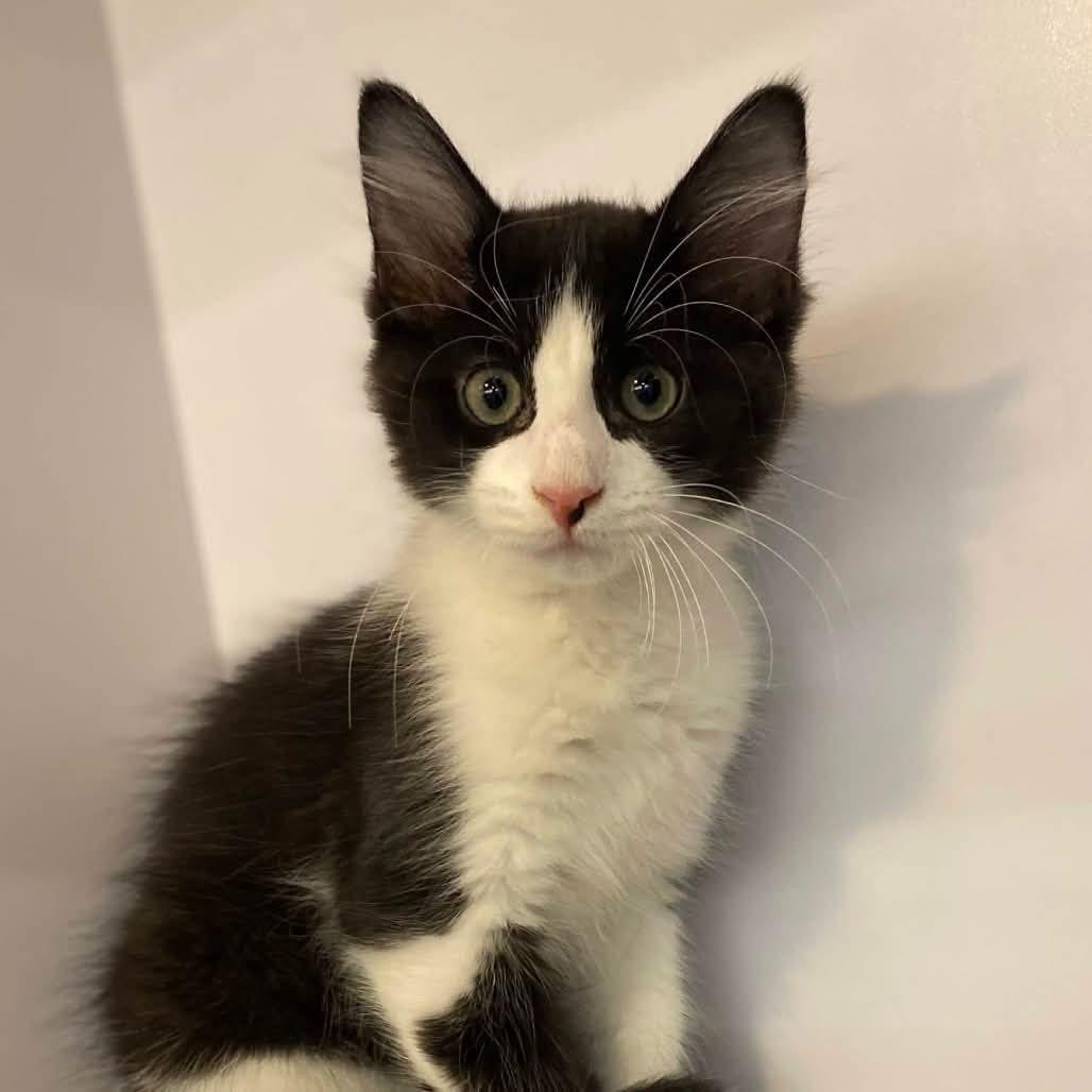 Enlarge Finnick, an adopted Domestic Medium Hair in Belleville, IL image 1/3